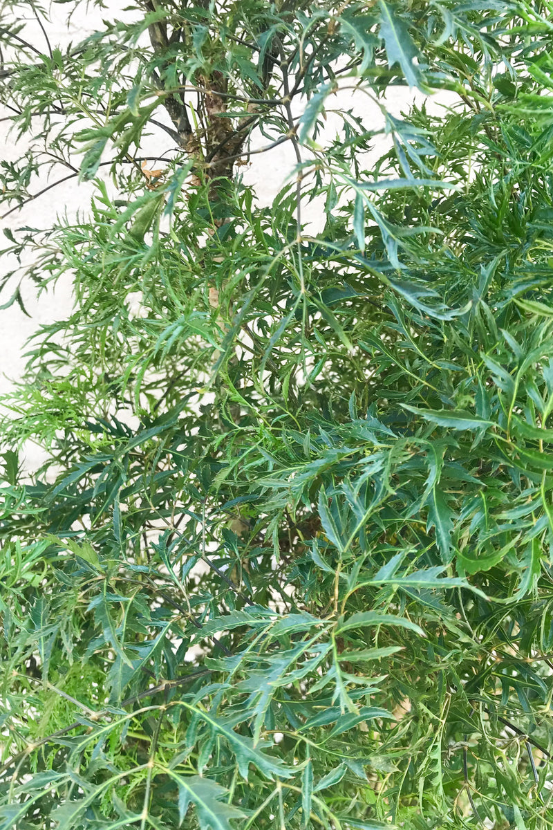 Close up of Polyscias fruticosa 'Ming Aralia'