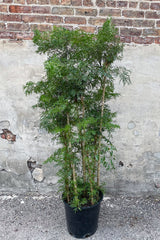 Polyscias fruticosa 'Ming Aralia' in grow pot in front of concrete background