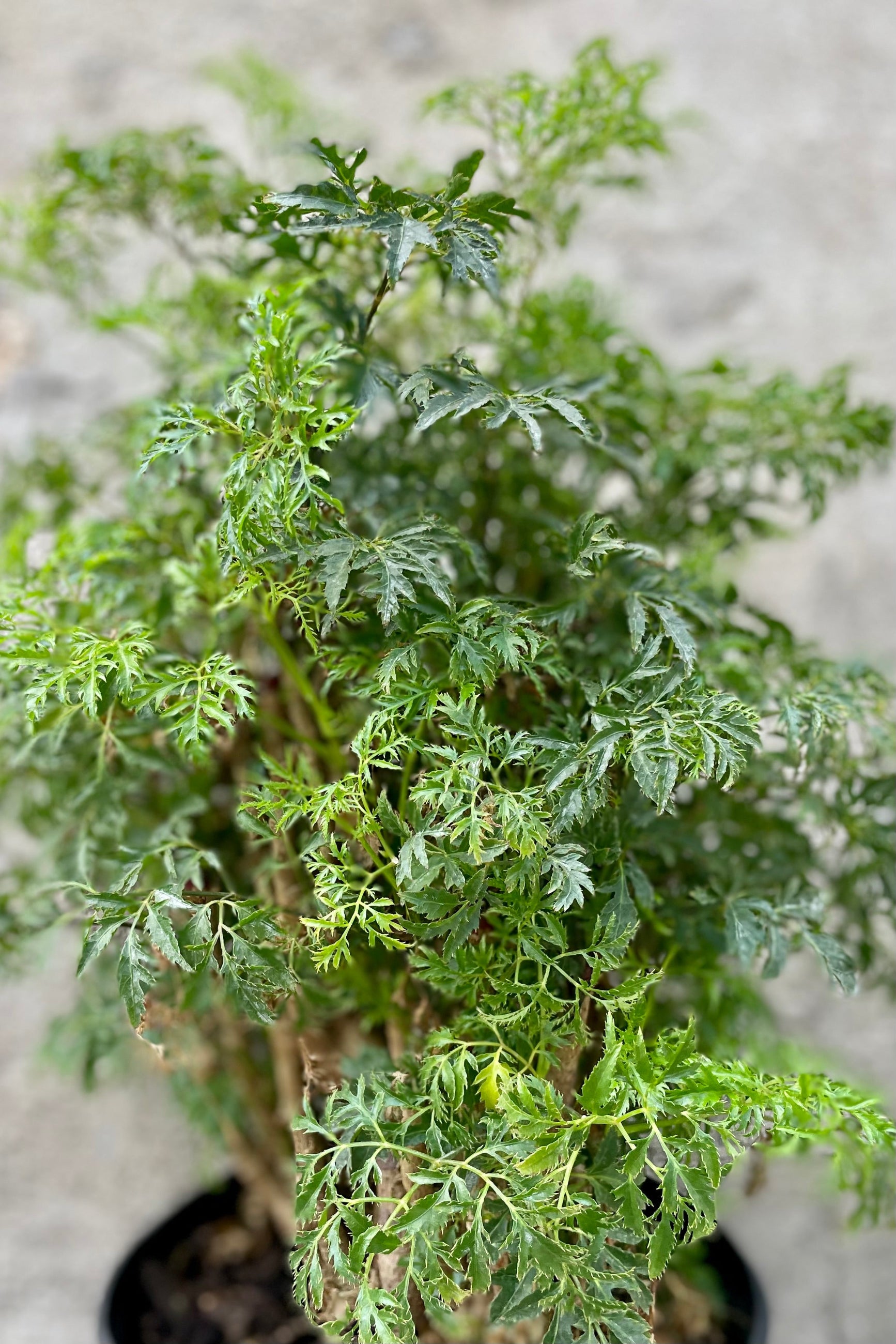 A detailed look at the Polyscias fruticosa "Ming Aralia" 8". ©Sprout Home