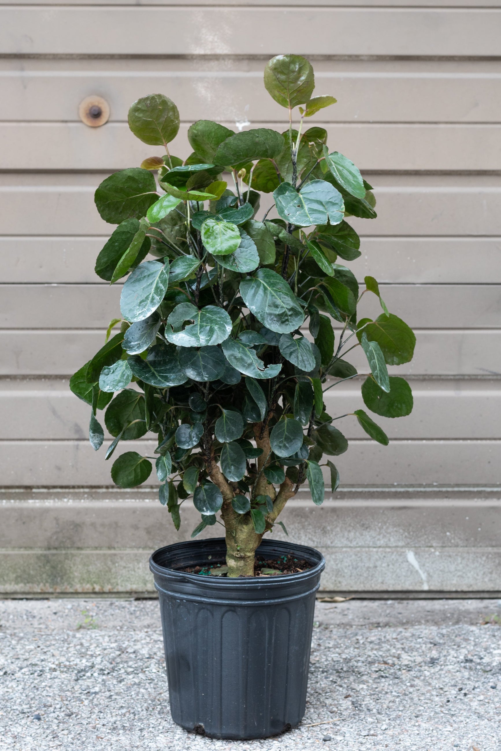 Polyscias scutellaria 'Fabian' stump in grow pot in front of brown garage door ©Sprout Home 