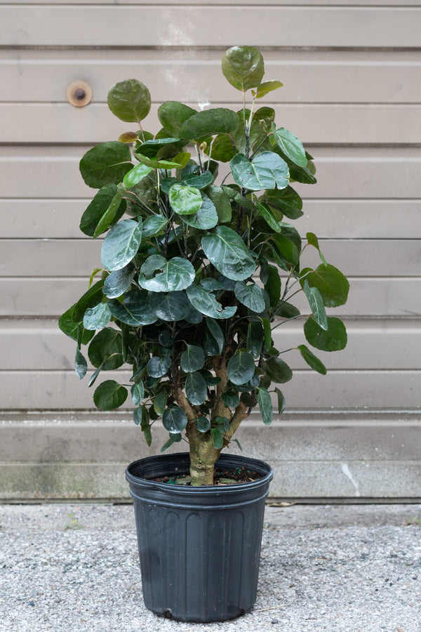 Polyscias scutellaria 'Fabian' stump in grow pot in front of brown garage door