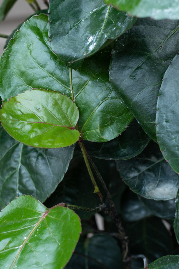 Close up of Polyscias scutellaria 'Fabian' stump leaves