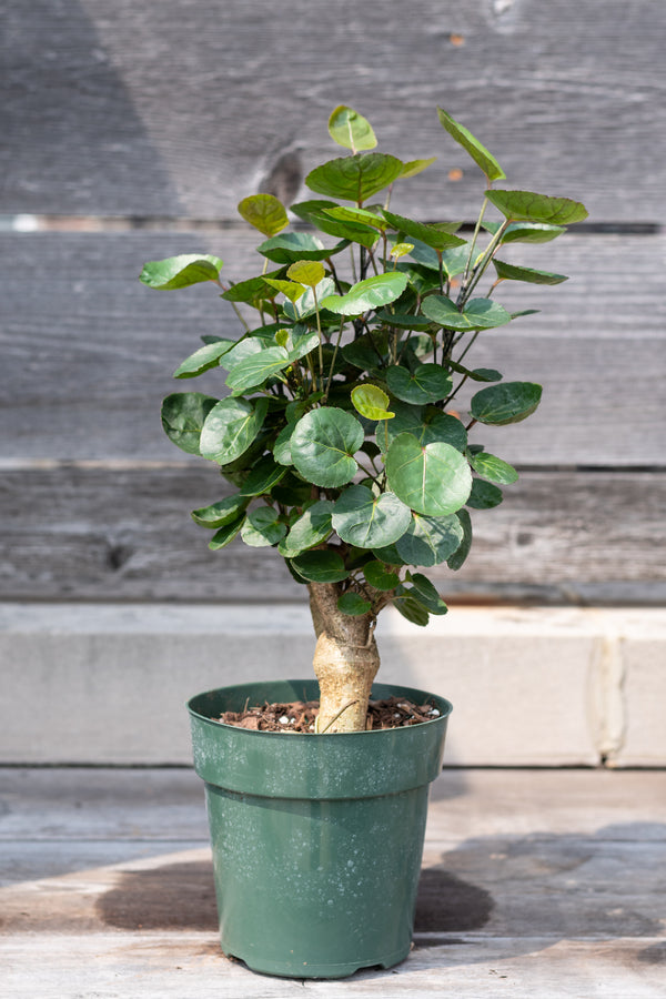 Polyscias scutellaria 'Fabian' character stump 6"