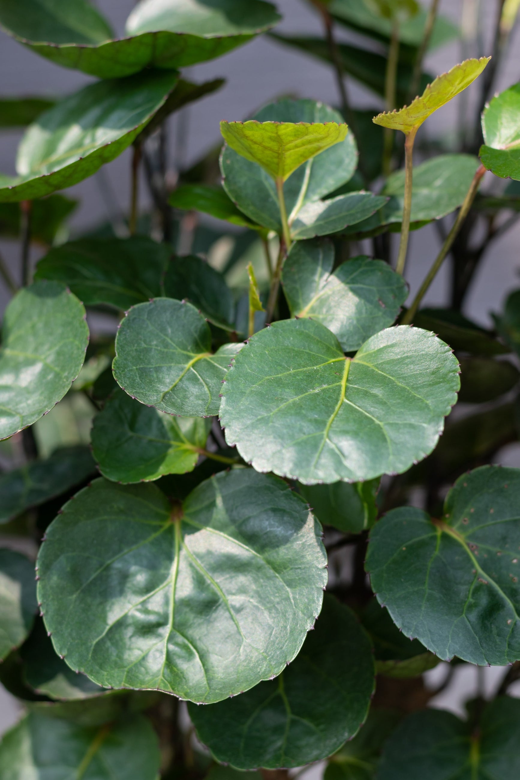 Fabian aralia leaves up close ©Sprout Home