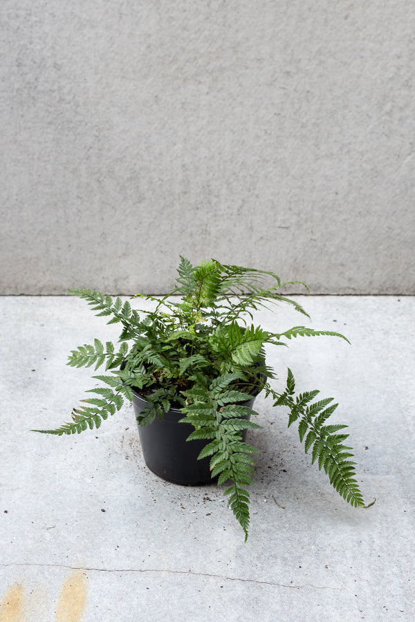 Korean Rock fern in a 6 inch growers pot. 