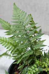 Detailed shot of the delicate leaves of a Korean Rock fern. 