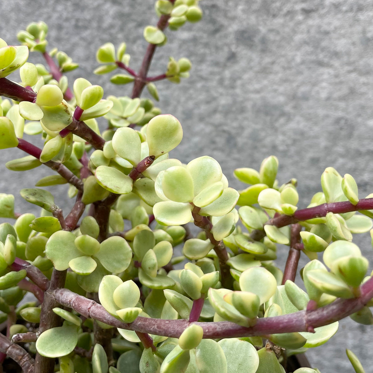 Portulacaria afra 'Variegata' 6" at SPROUT HOME