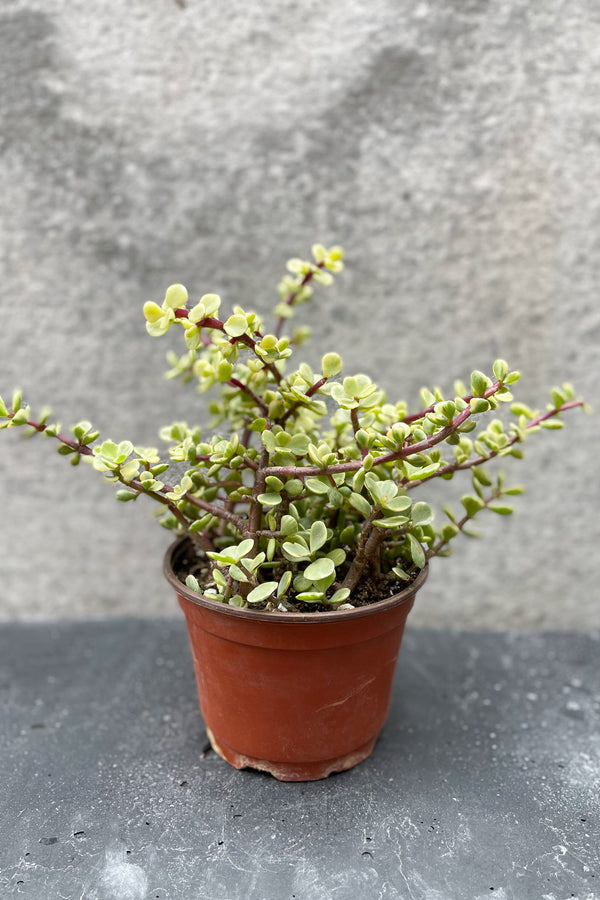 Portulacaria afra 'Variegata' 6"