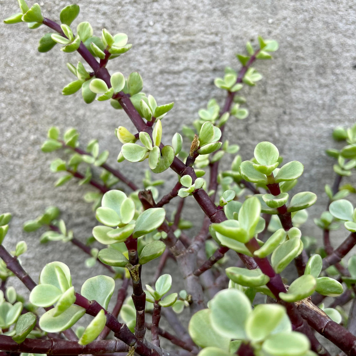 Portulacaria afra 'Variegata' 8