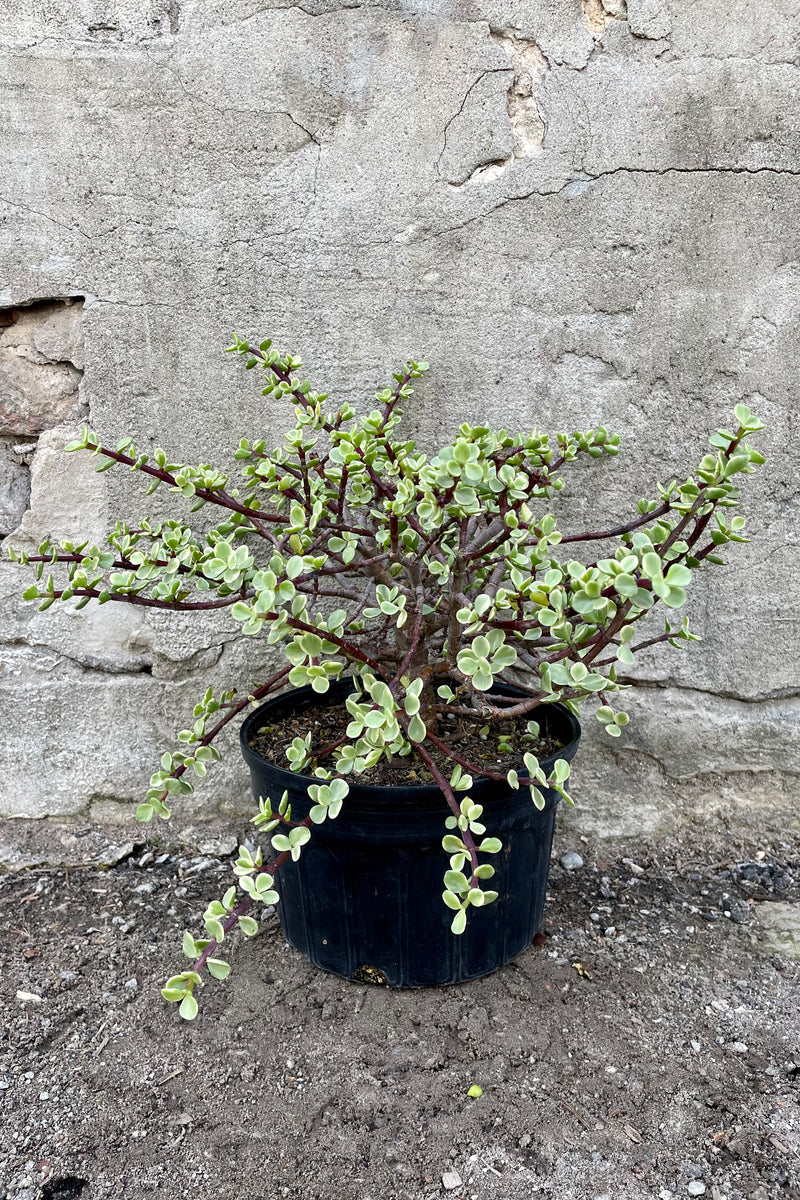 Portulacaria afra 'Variegata' 8" growers pot with variegated green succulent leaves against a grey wall.