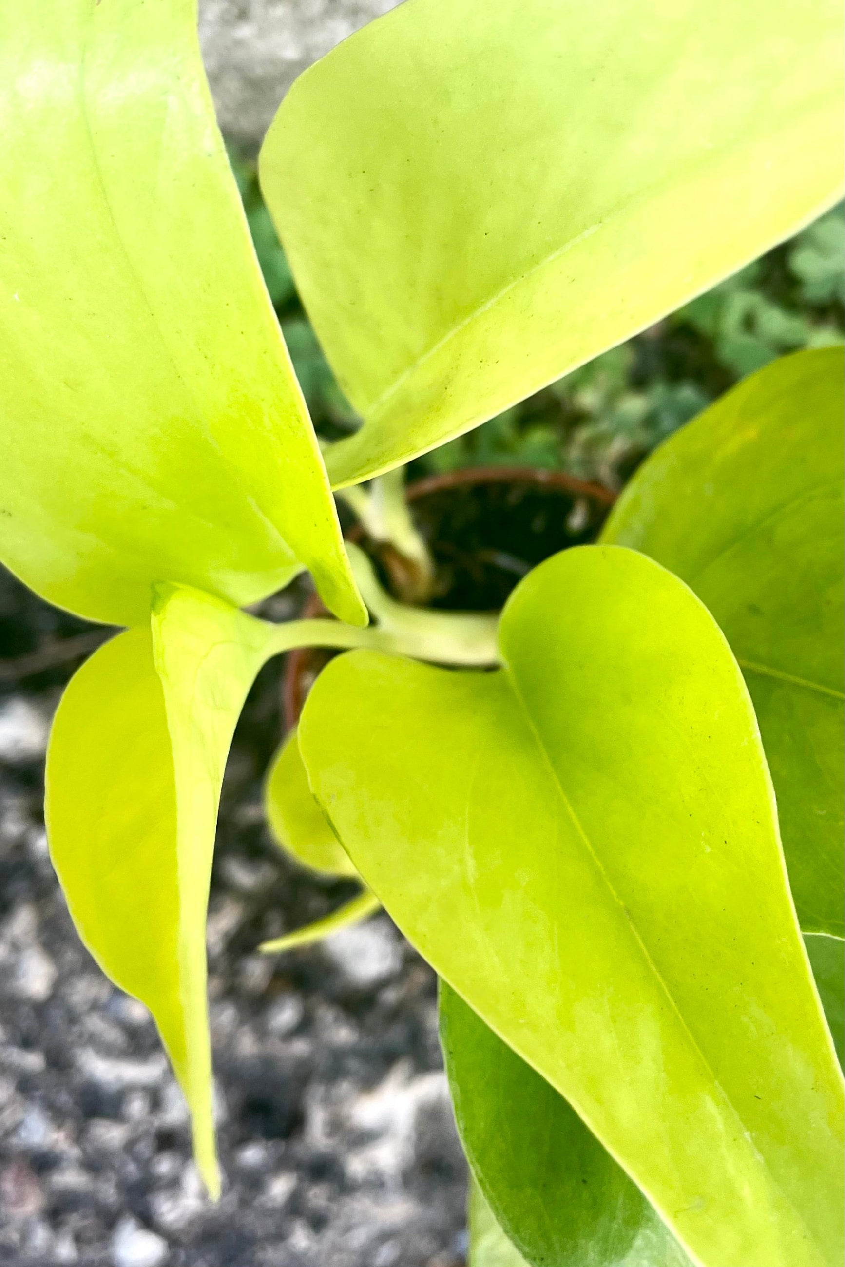 An overhead detailed view of the leaves of the 2" Pothos Epipremnum against a concrete backdrop ©Sprout Home