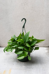 8inch hanging basket of a Pothos Epipremnum plant against a grey wall.