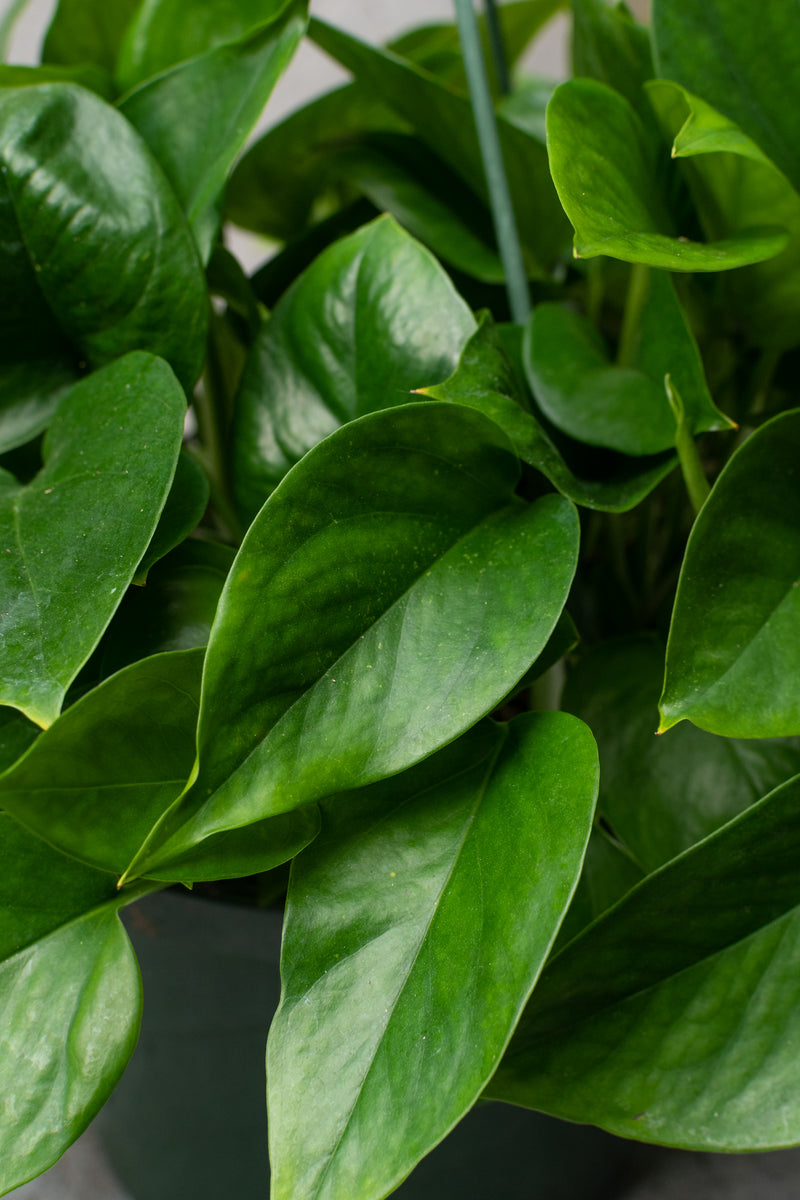 Pothos plant pictured up close with its dark green leaves