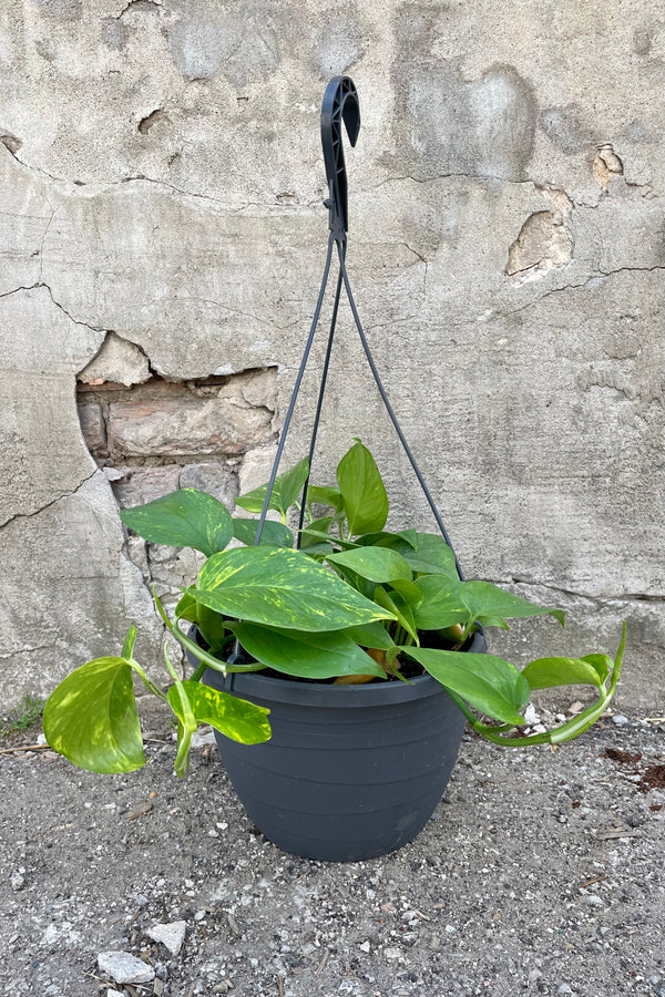 Epipremrum aureum 'Golden' 10" black hanging growers pot with HB green vining leaves against a grey wall