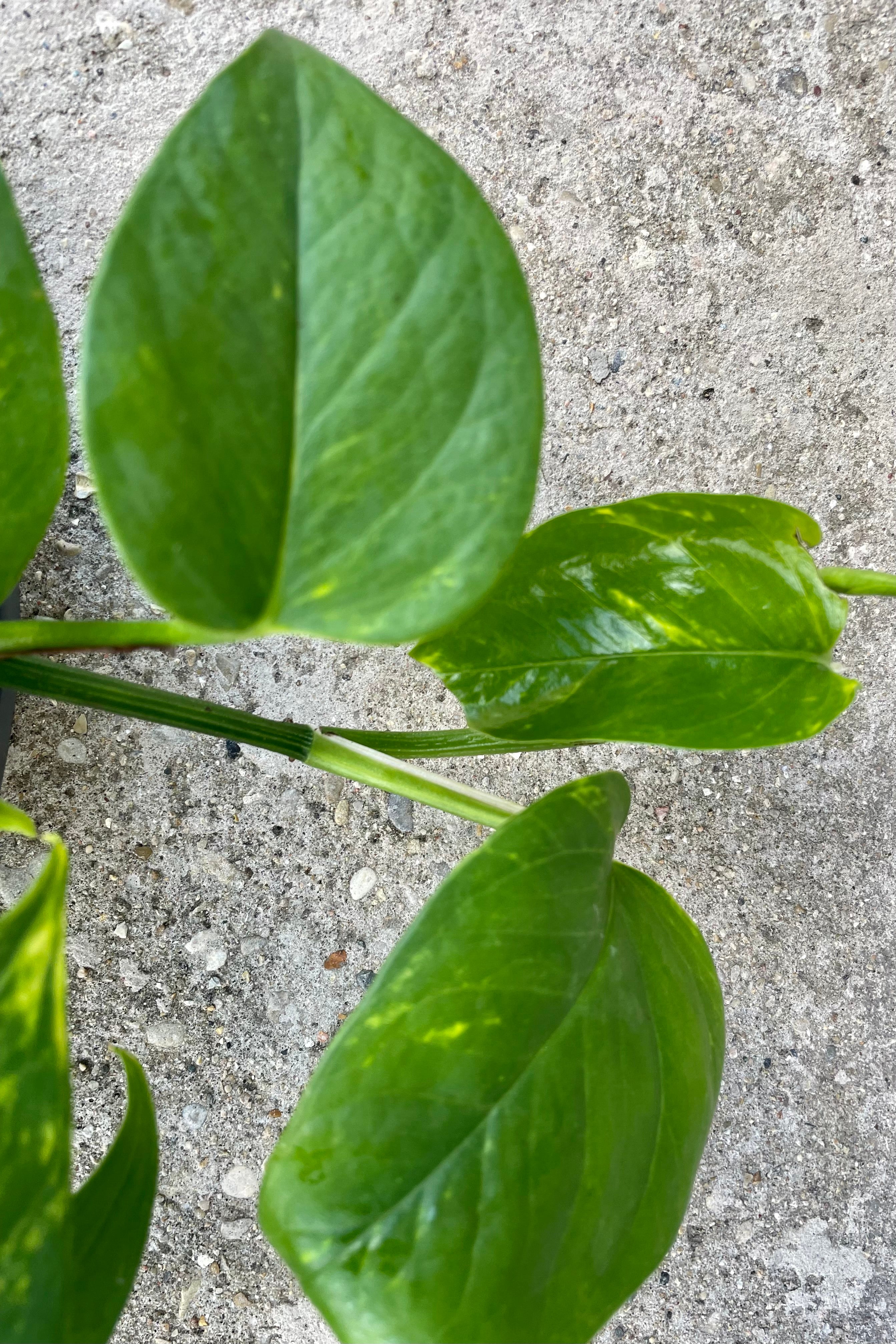 Detail of Epipremrum aureum 'Golden' 10" HB green vining leaves against a grey wall