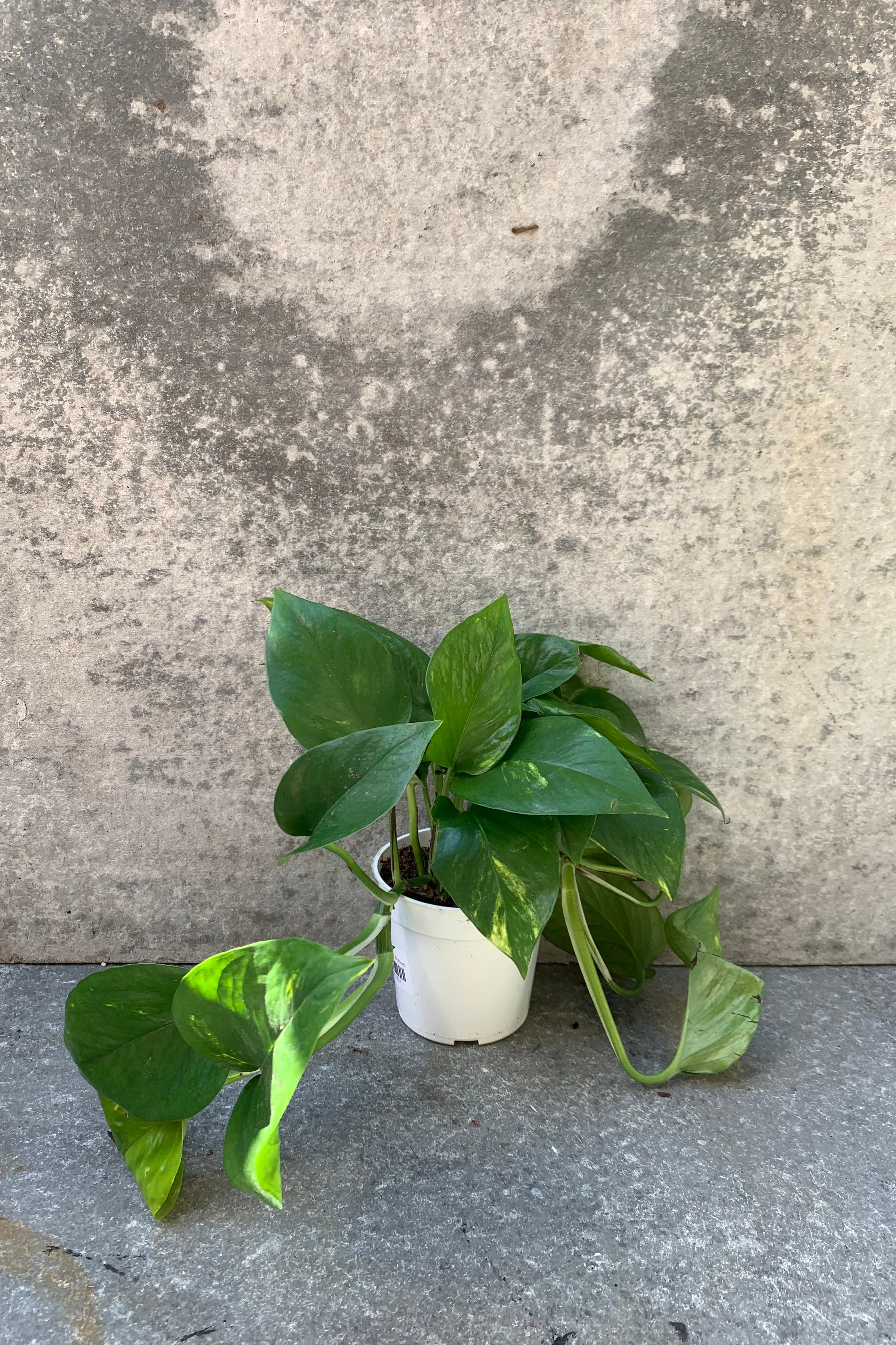 far shot of marbled leaf pothos plant in a 4" pot