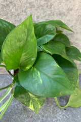 close up of marbled pothos leaf