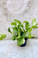 Pothos 'Gold' in front of grey background