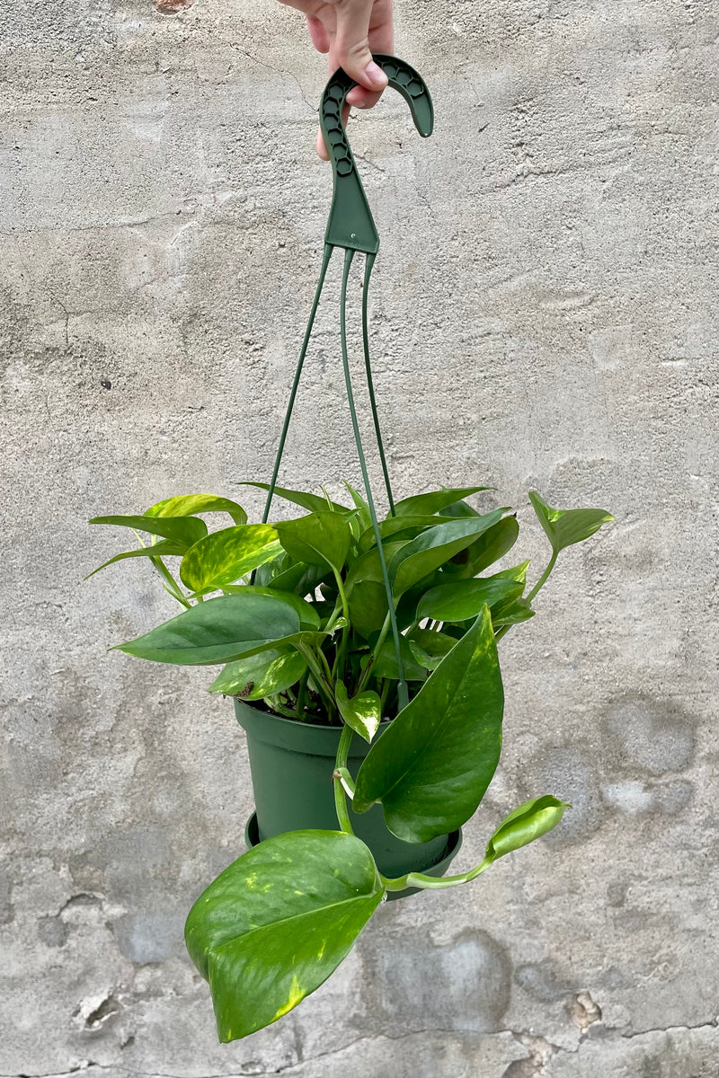 Epipremnum aureum 'Golden' 6" HB green growers hanging basket with vining green leaves against a grey wall