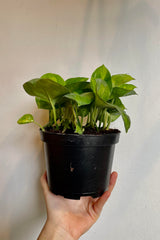 A hand holds the Epipremnum aureum 'Global Green' 6" against a white backdrop.
