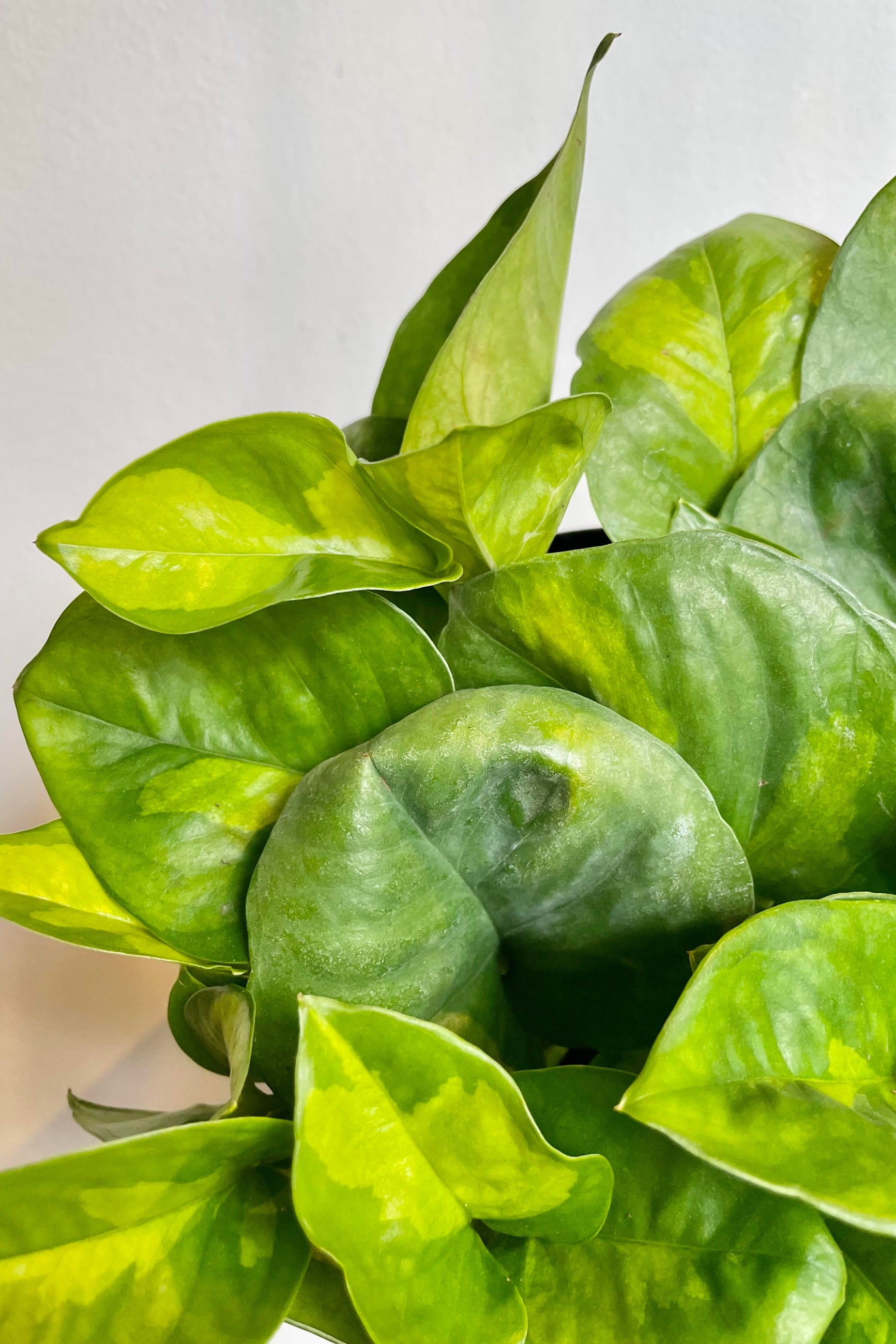 A detailed look at the foliage of the Epipremnum aureum 'Global Green' 6". ©Sprout Home