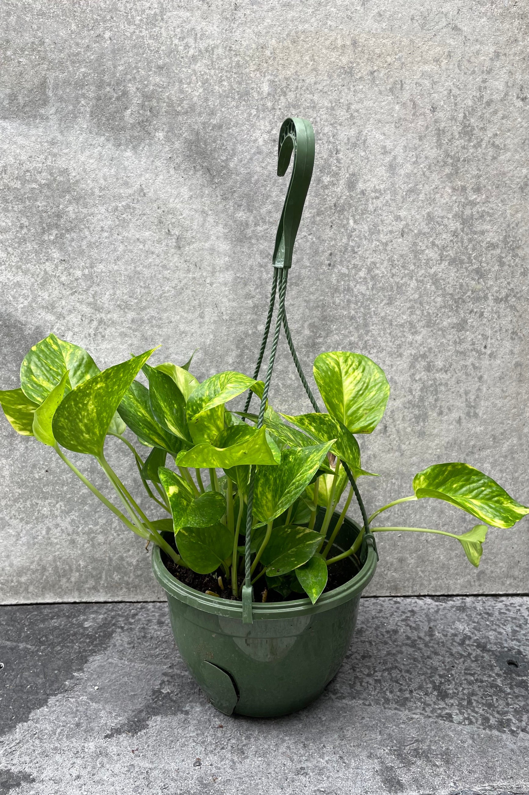 Epipremnum aureum 'Golden' pothos in hanging grow pot in front of grey background ©Sprout Home