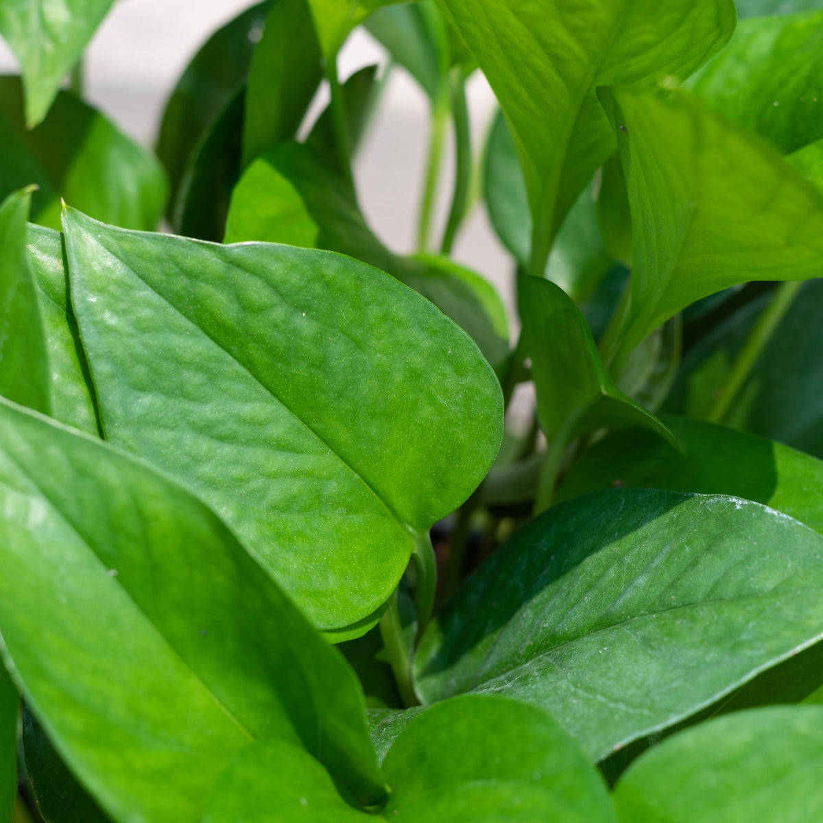 jade devil's ivy pothos epipremnum Epipremnum Jade Pothos 6 in