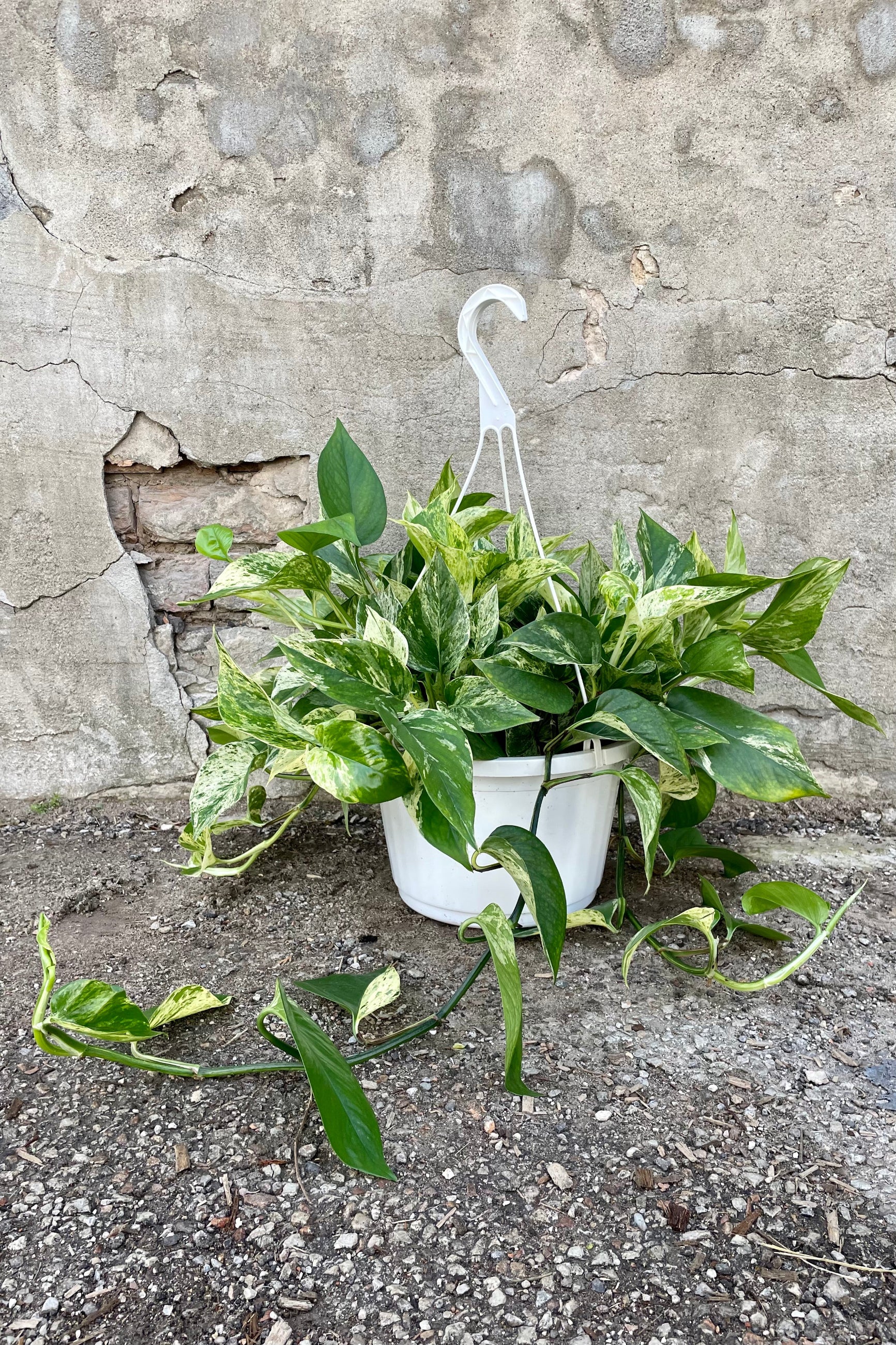 Epipremnum aureum 'Marble Queen' 10" HB white hanging growers pot with green and cream variegated hanging leaves against a grey wall. ©Sprout Home