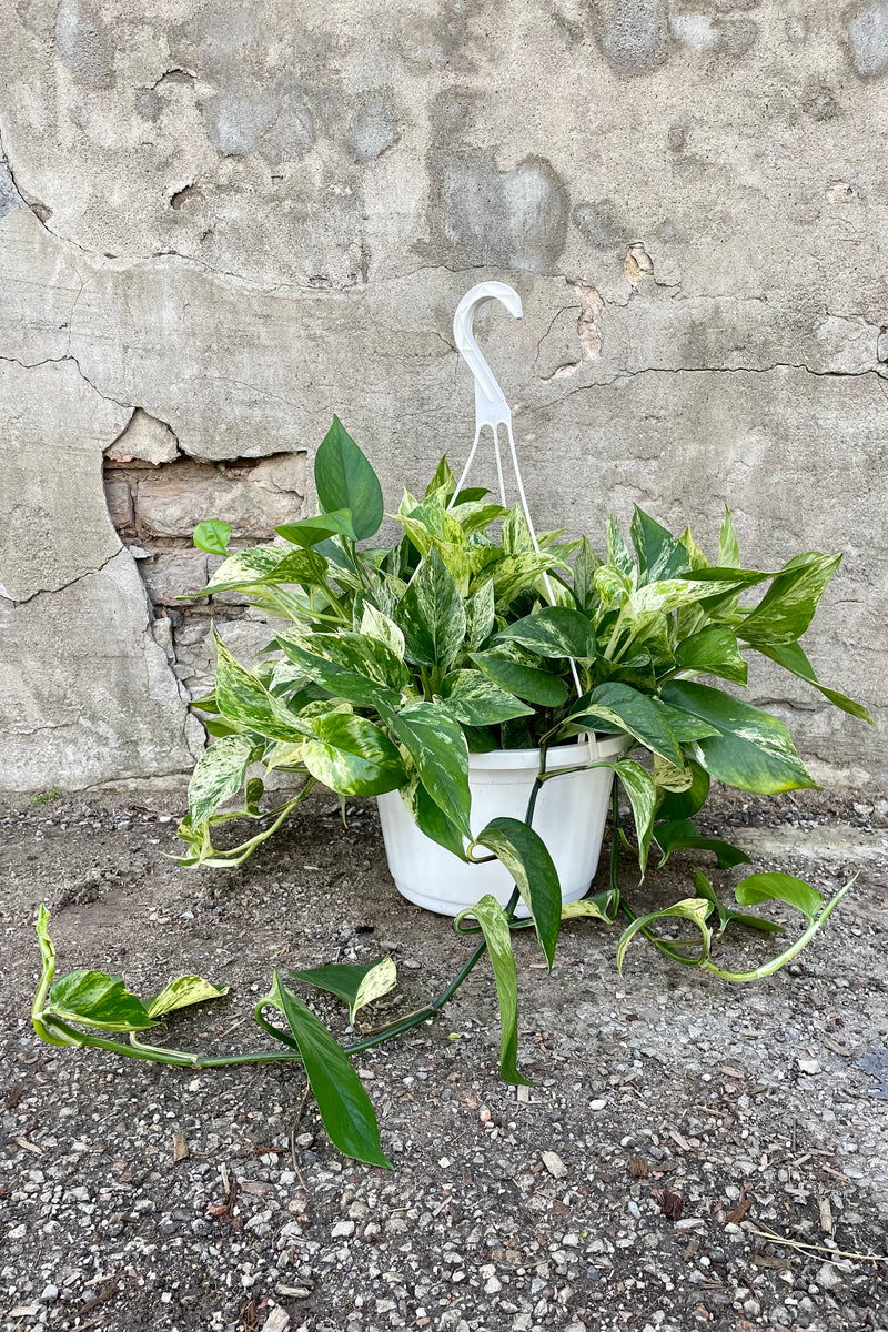 Epipremnum aureum 'Marble Queen' 10" HB white hanging growers pot with green and cream variegated hanging leaves against a grey wall.