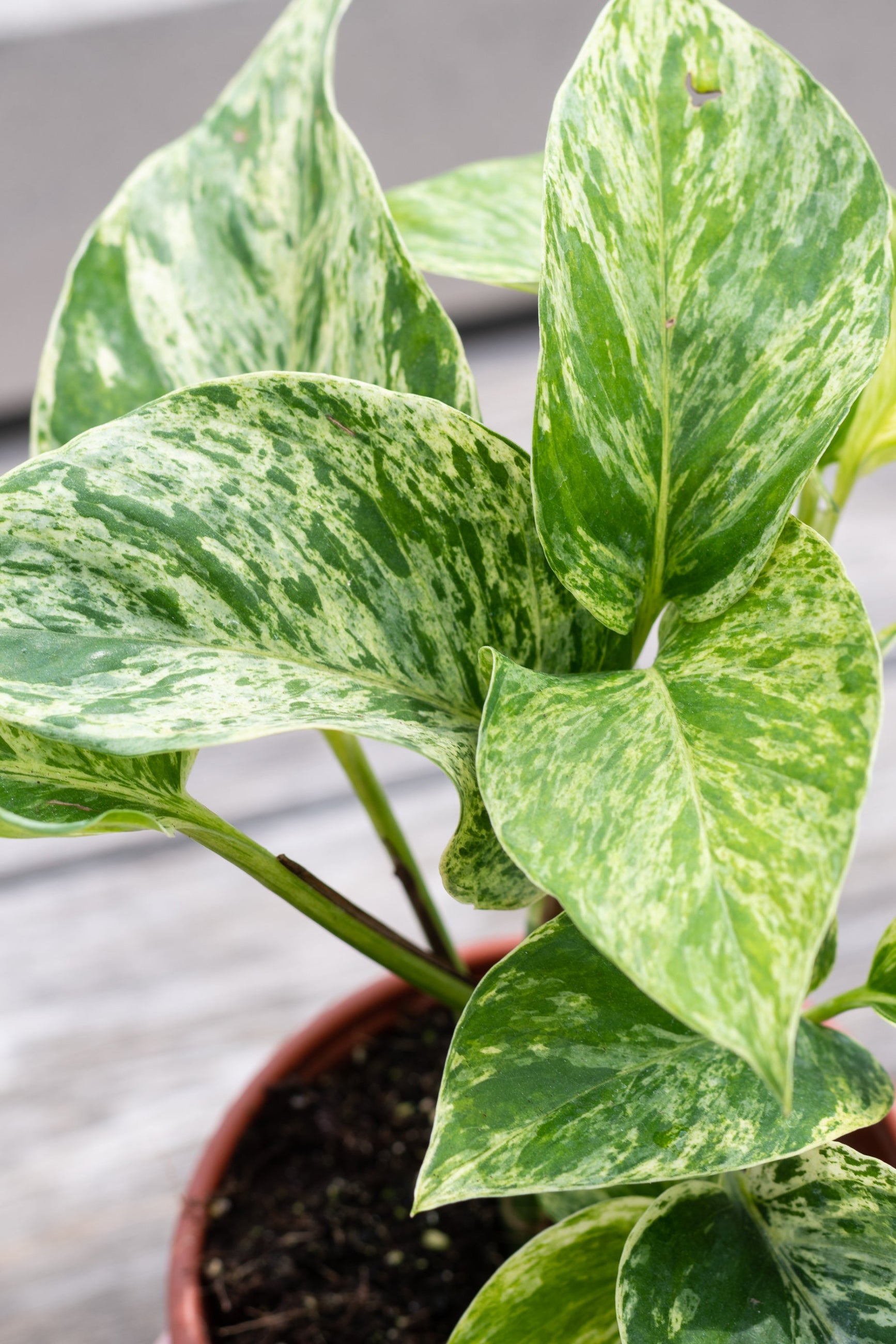 Close up of Pothos / Epipremnum 'Marble Queen' in front of grey wood background ©Sprout Home
