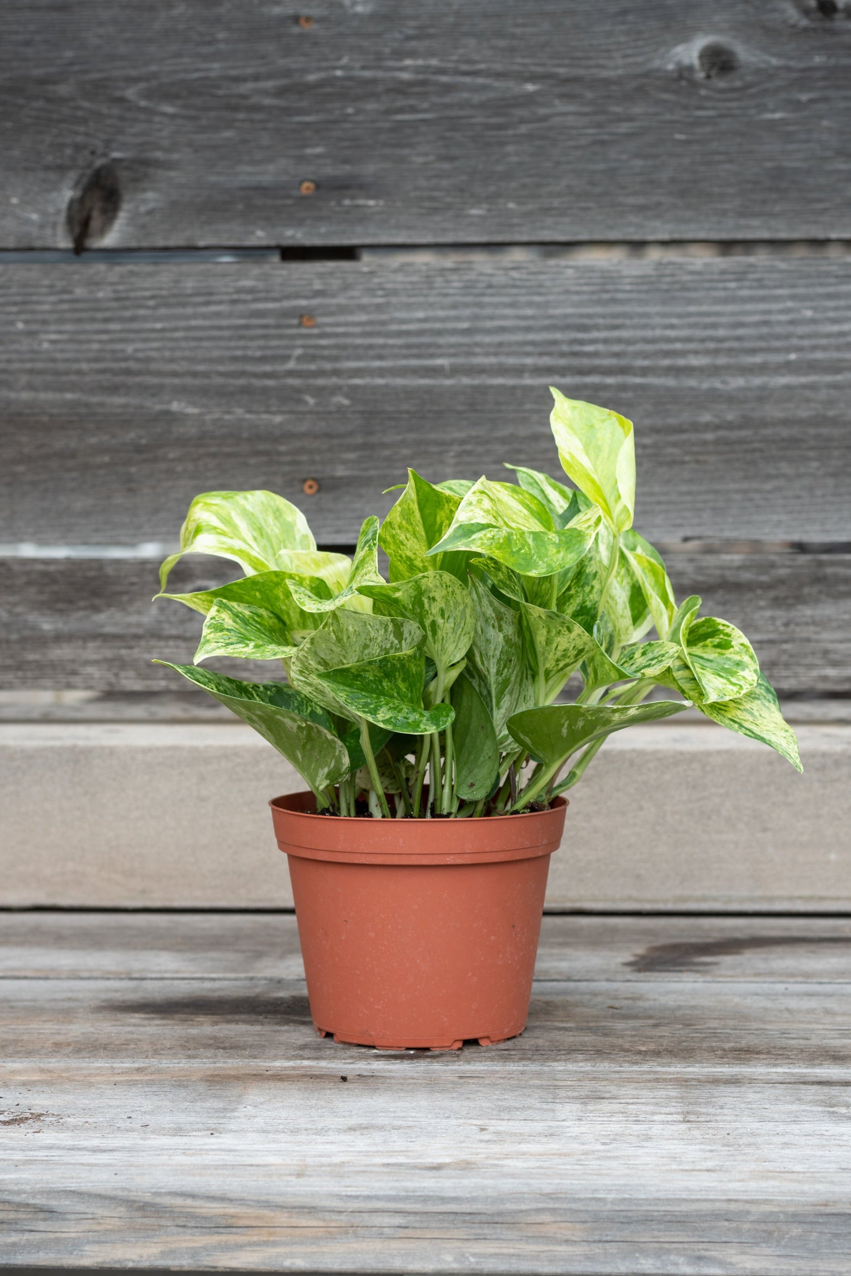 Pothos / Epipremnum 'Marble Queen' in grow pot in front of grey wood background ©Sprout Home