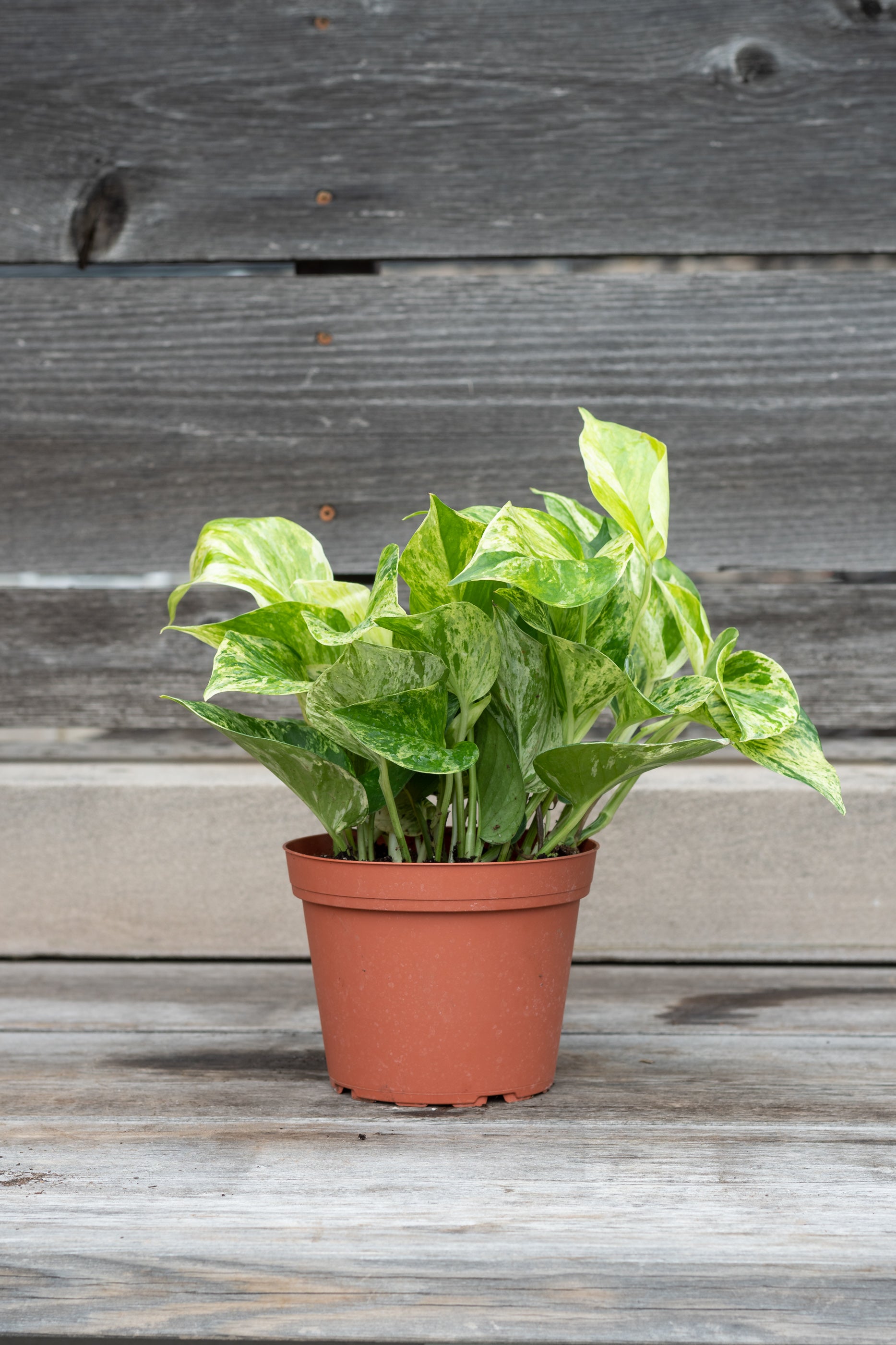 Pothos / Epipremnum 'Marble Queen' in grow pot in front of grey wood background