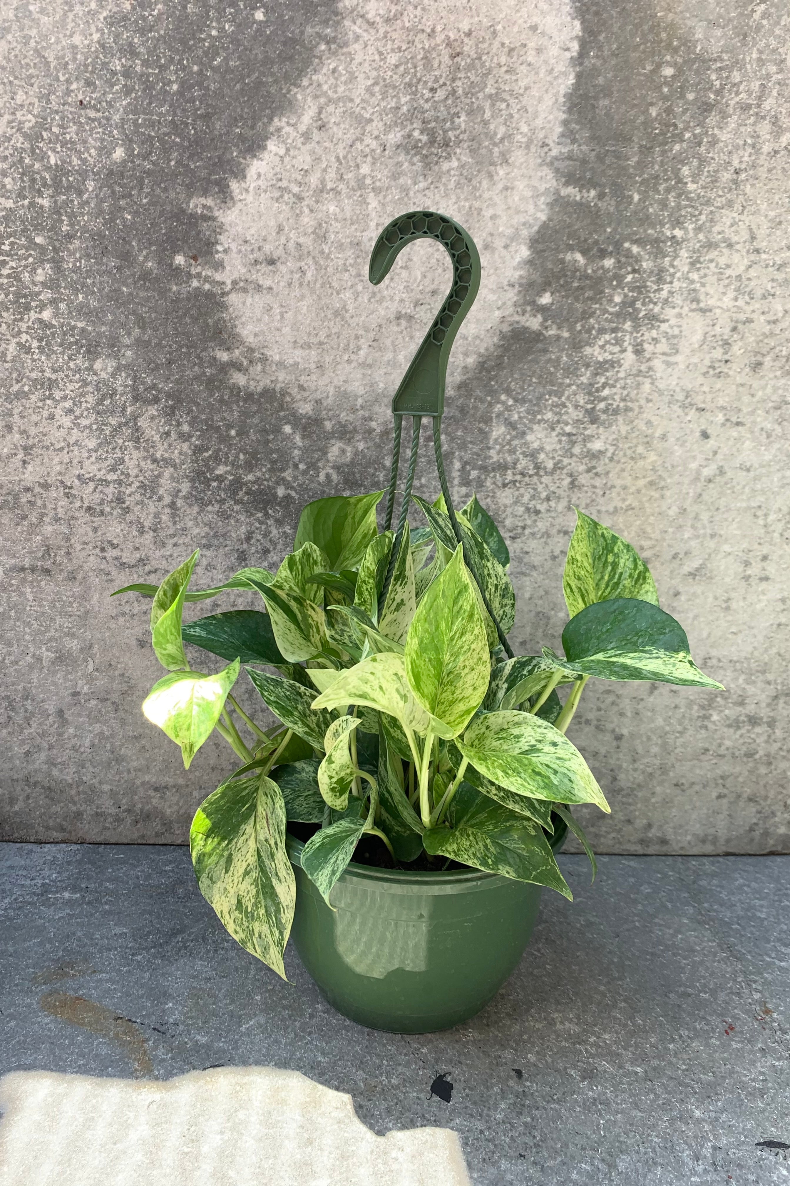 far shot of marbled leaf pothos in a 8" hanging basket