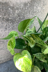 close up of marbled pothos leaf green and white