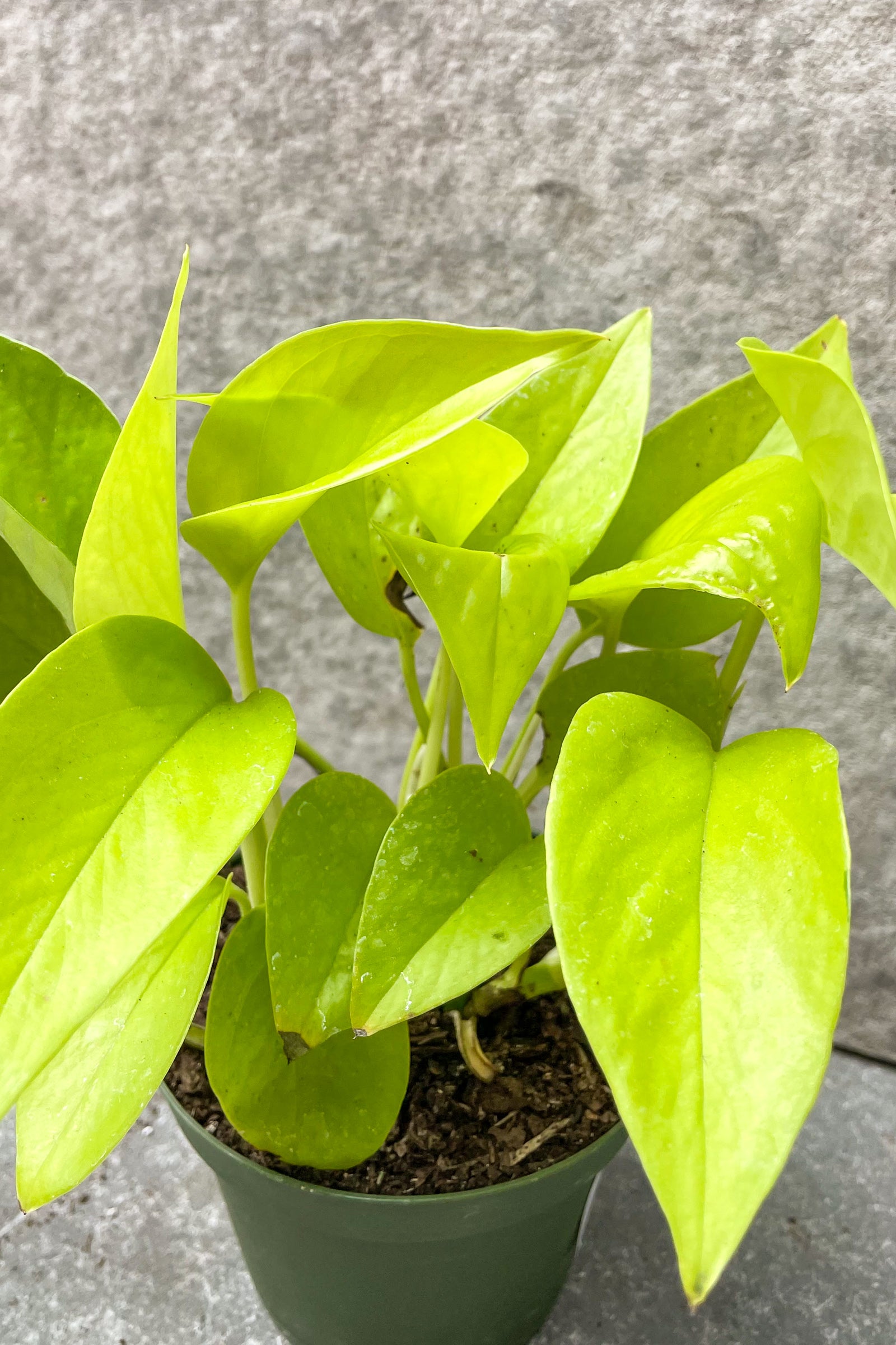 Close up of neon pothos foliage