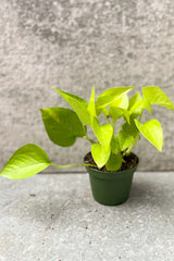 Neon pothos in four inch pot in front of grey background