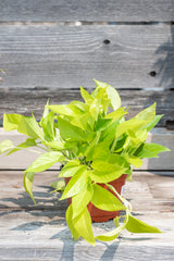 Epipremnum aureum 'Neon' pothos in grow pot in front of grey wood background