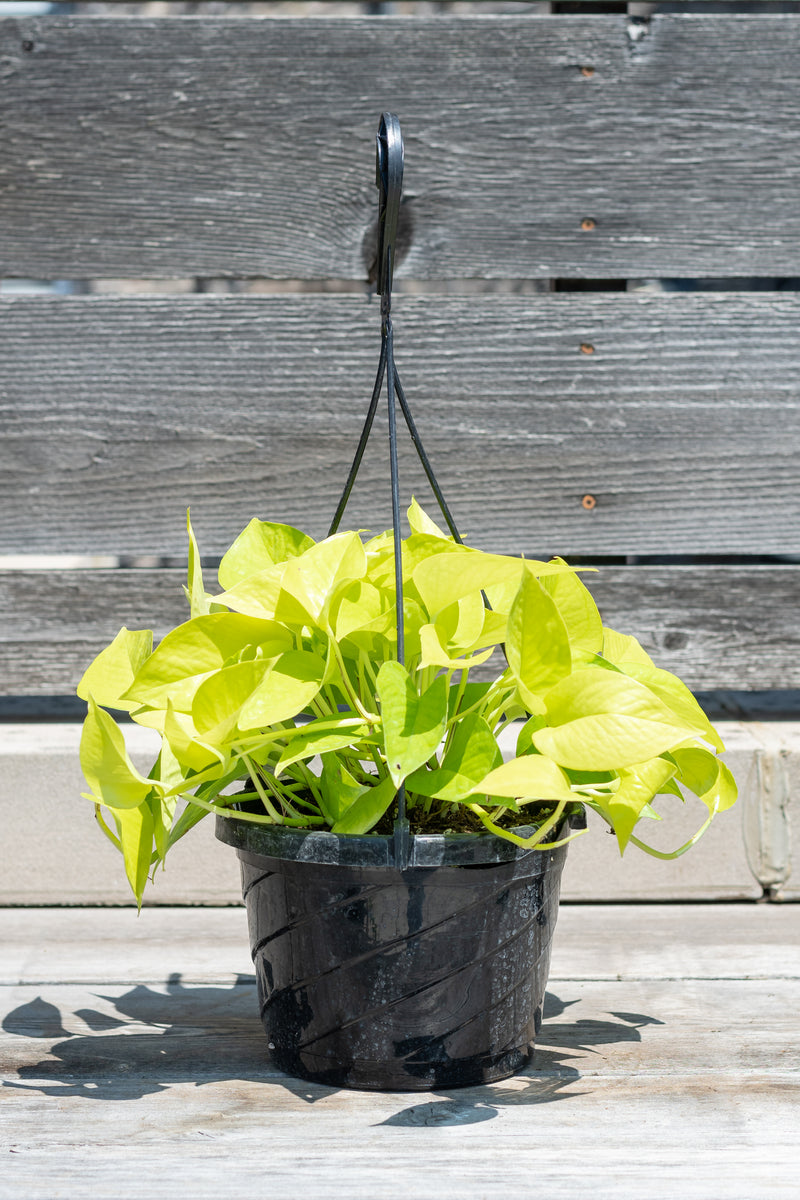 Pothos 'Neon' in hanging grow pot in front of grey wood background