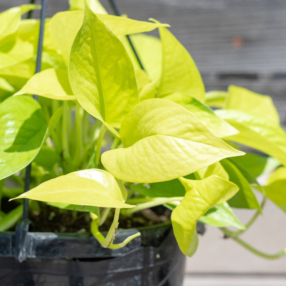 yellow pothos plant Epipremnum aureum 'Neon' 8 at SPROUT HOME