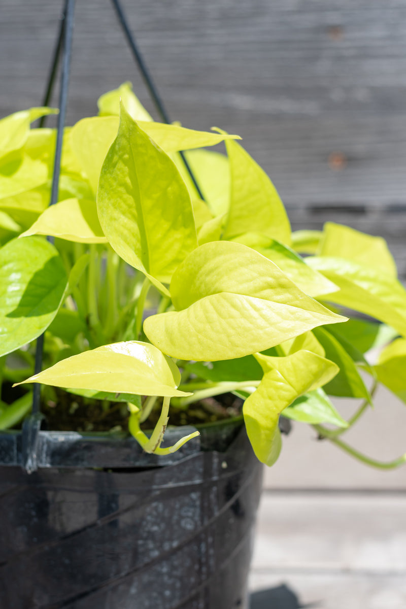 Close up of Pothos 'Neon' foliage