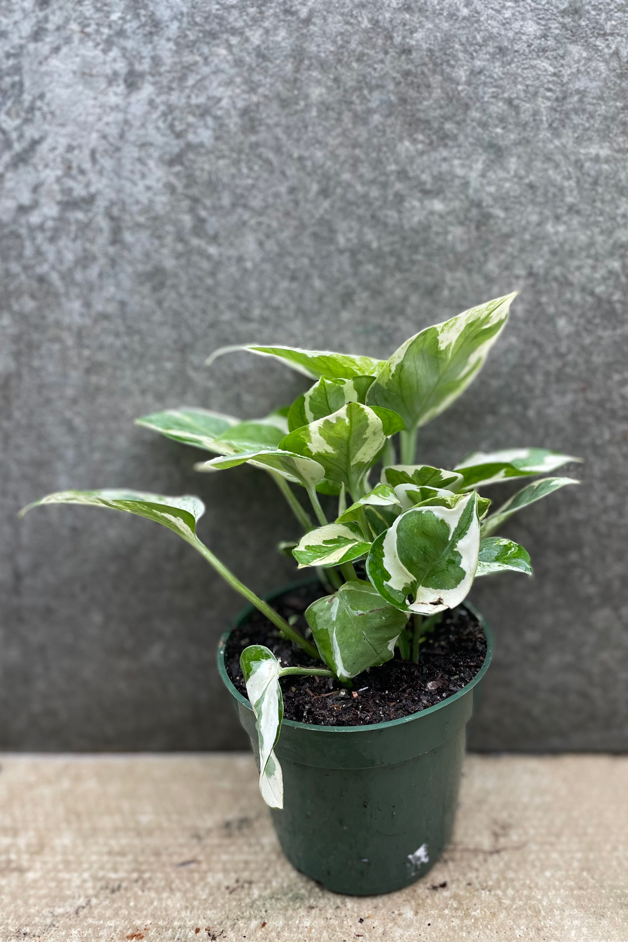 Epipremnum aureum 'N Joy' 4" against a grey wall