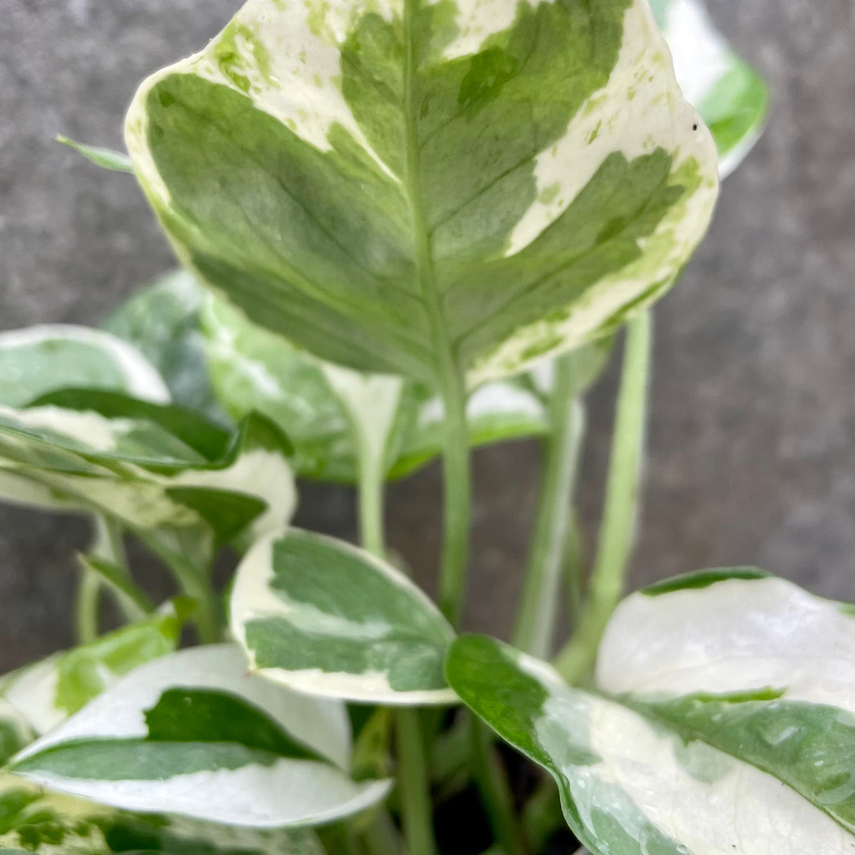 epi pothos asst plant Epipremnum aureum 'N Joy' 4" at SPROUT HOME