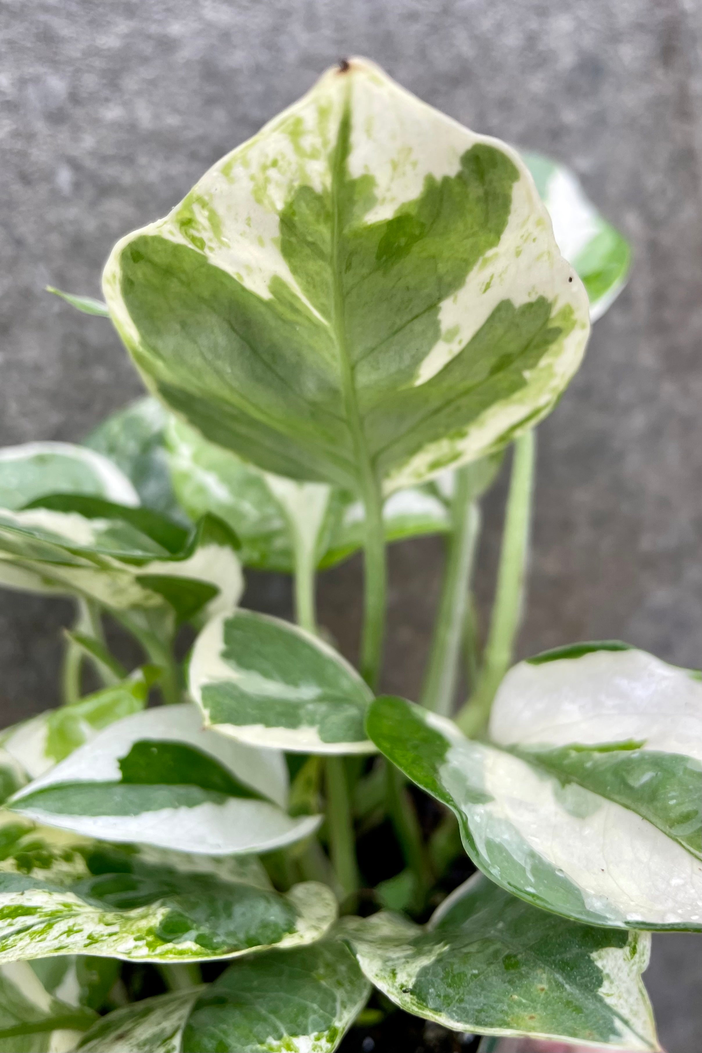 detail of Epipremnum aureum 'N Joy' 4" against a grey wall