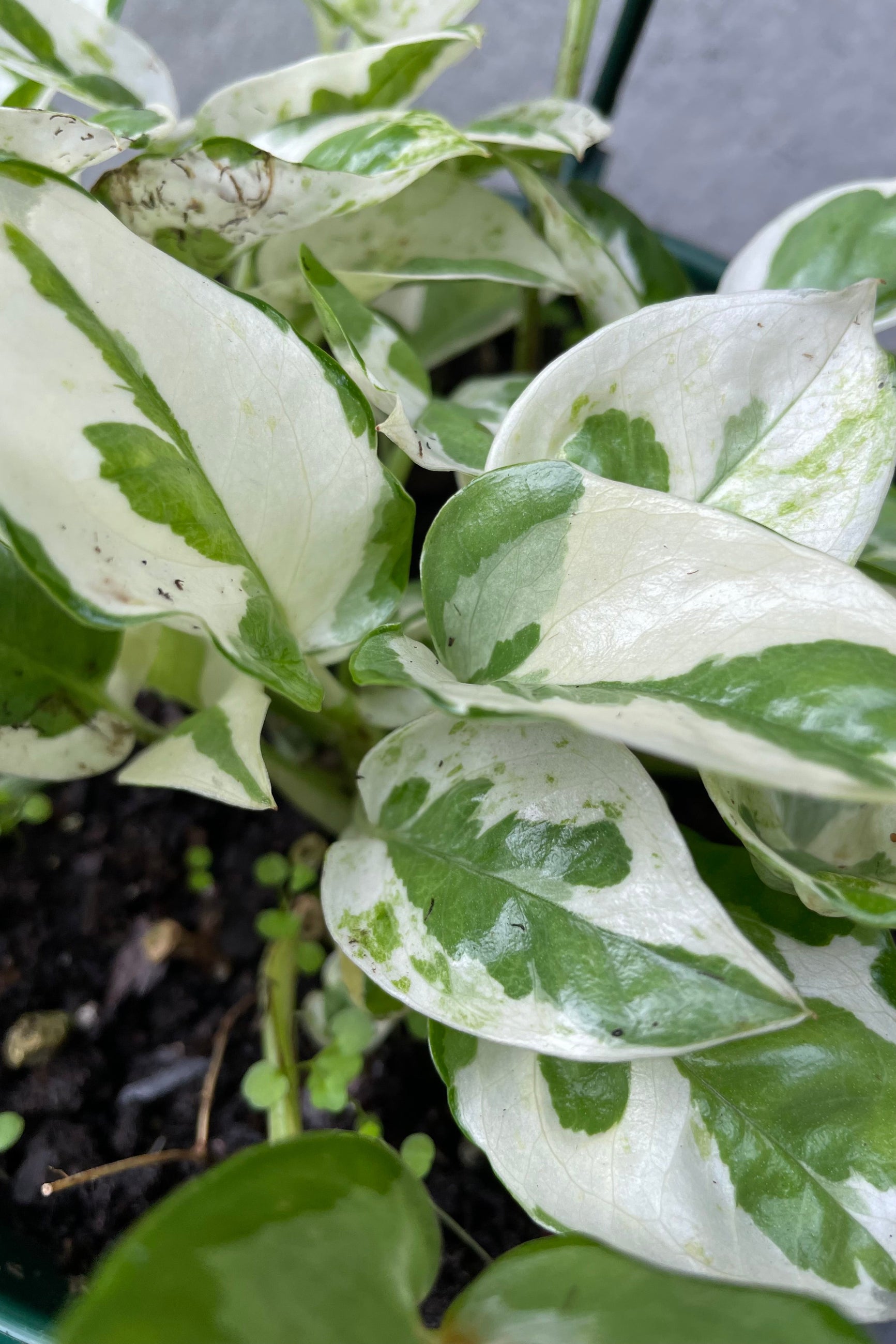 Close up of variegated Epipremnum aureum 'N Joy' leaves ©Sprout Home