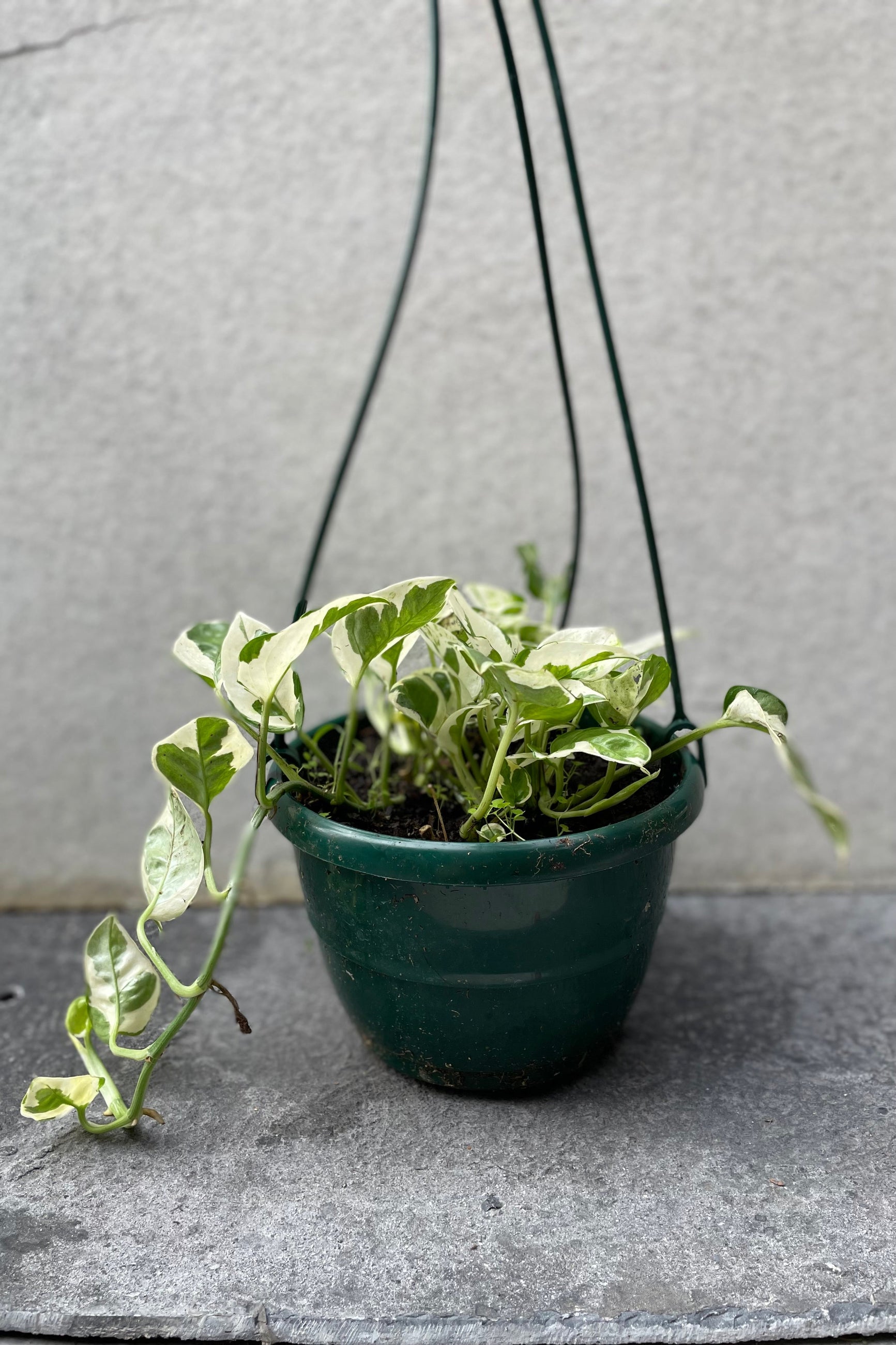 Epipremnum aureum 'N Joy' in hanging grow pot in front of grey background ©Sprout Home