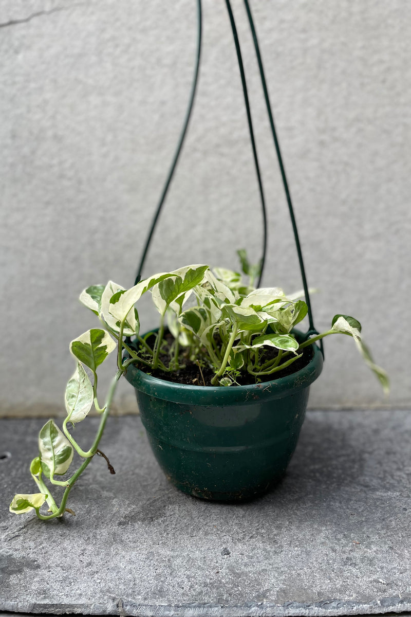 Epipremnum aureum 'N Joy' in hanging grow pot in front of grey background