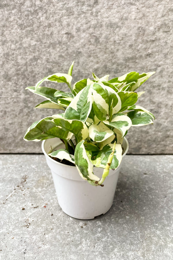 Pothos / Epipremnum aureum 'Pearls and Jade' in 4 inch pot against grey background