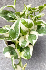 Close up of 'Pears and Jade' pothos leaves