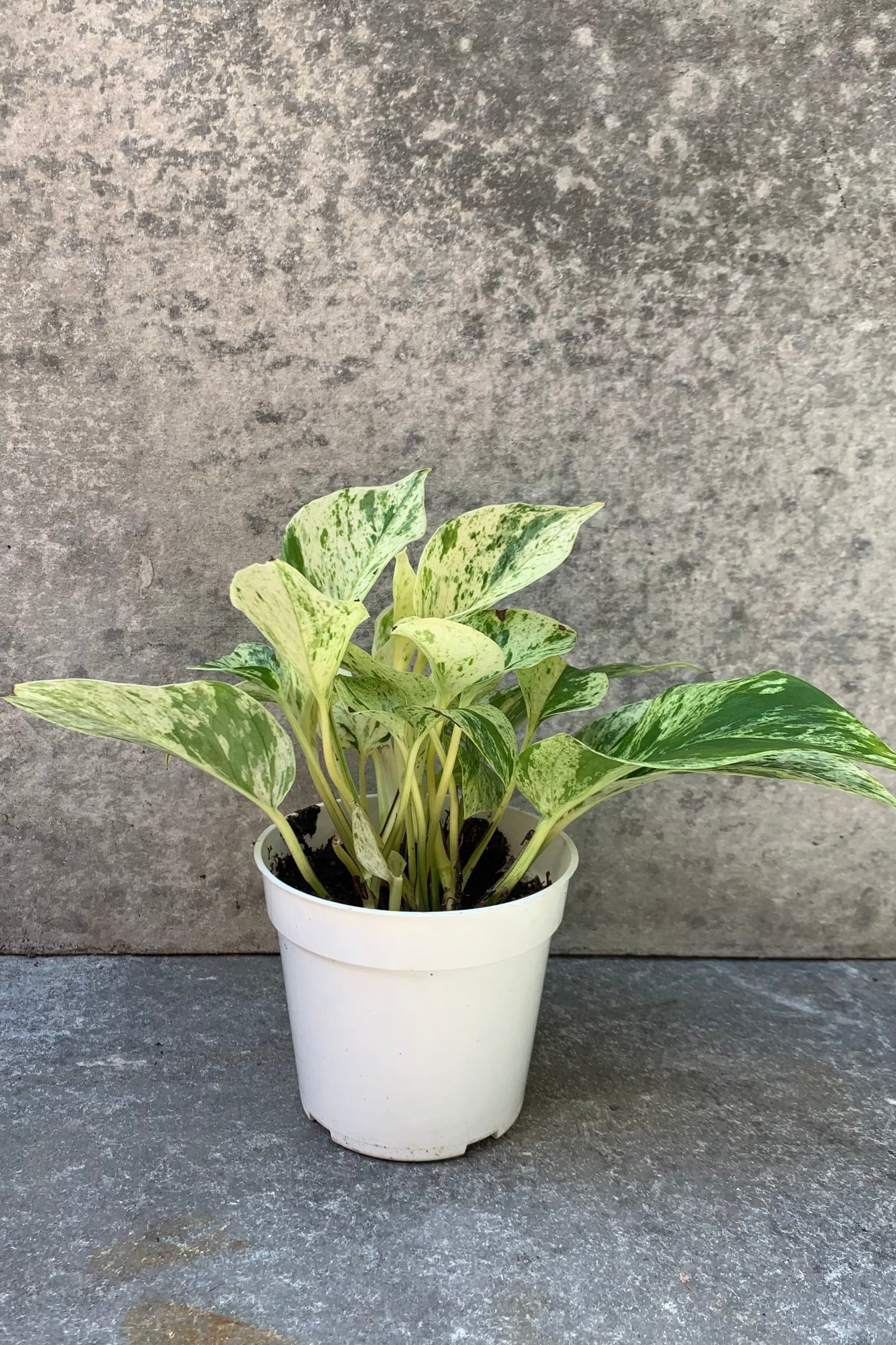 far shot of marbled leaf pothos plant in a 4" pot ©Sprout Home