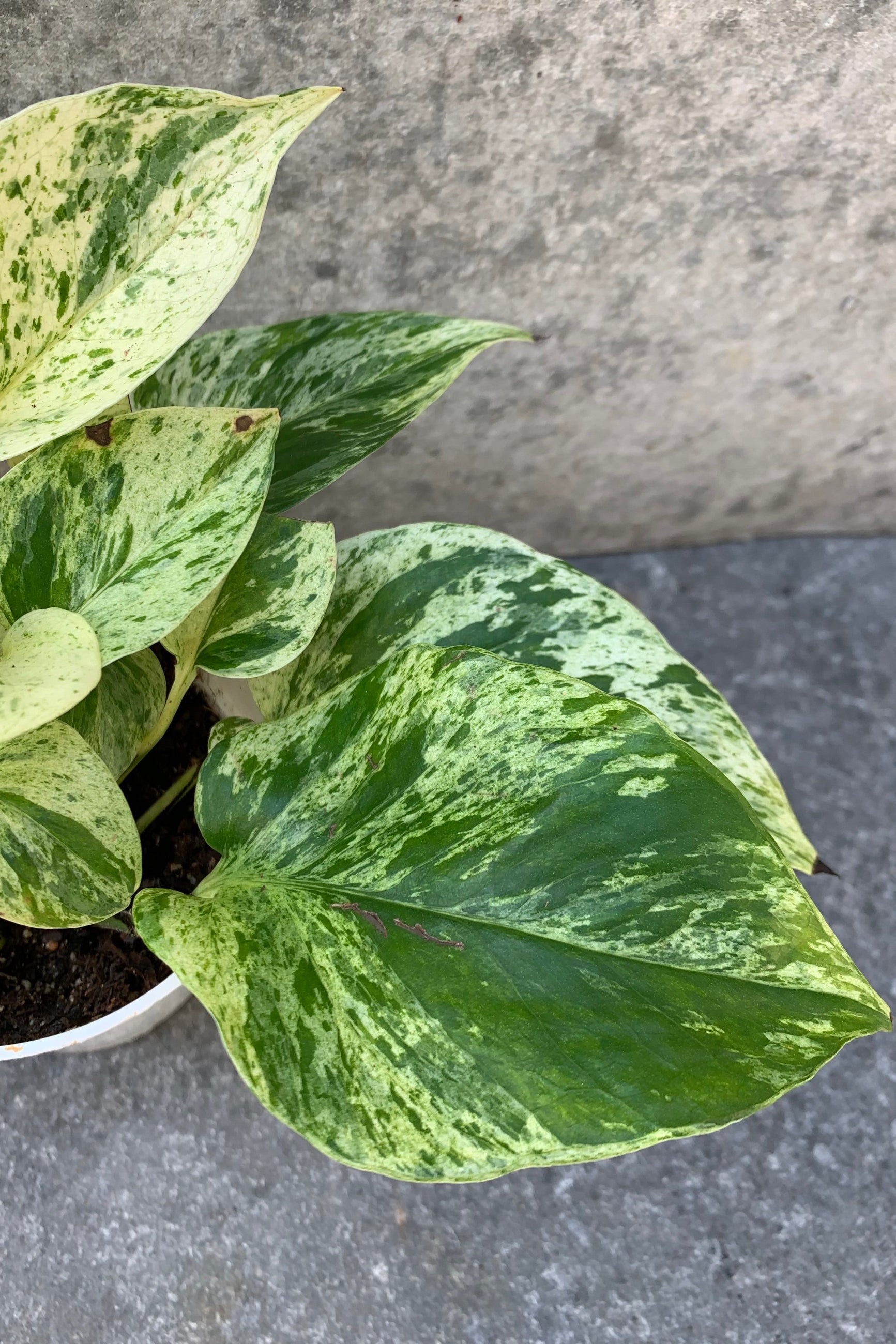 close up of marbled pothos leaf ©Sprout Home